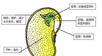 大豆双子叶植物结构图 图片欣赏中心 急不急图文 Jpjww Com