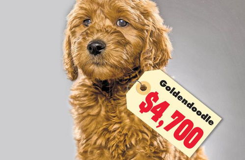 新冠疫情致美国纯种幼犬价格飙升 涨幅达50