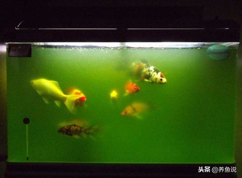 为什么鱼缸会绿水 解析鱼缸绿水的妙用,少有养鱼人知道 
