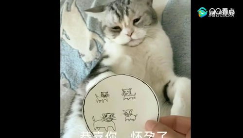 猫星人做了个B超,听到自己怀孕时整个喵都蒙了 