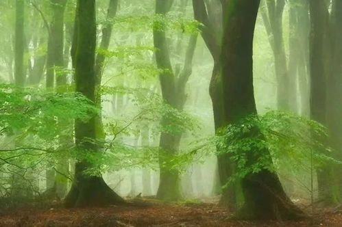 关于森林优美的诗句