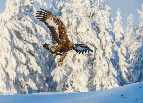 甘孜发现1只兔狲,为躲避金雕趴雪地一动不动,伪装石头躲过一劫