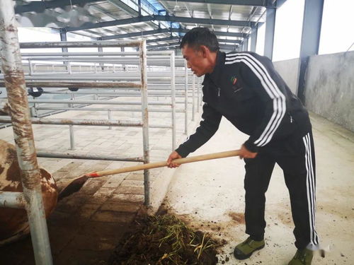 一条有味道的推文 遵义这儿的牛粪居然能卖钱