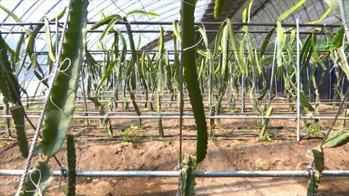 农安县 因时因势优化种植结构 特色经济作物遍地开花 