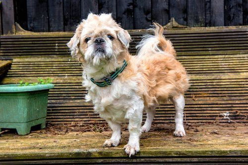 花两千元给宠物犬做造型,被误会要把毛剃光,一会功夫美容成毁容