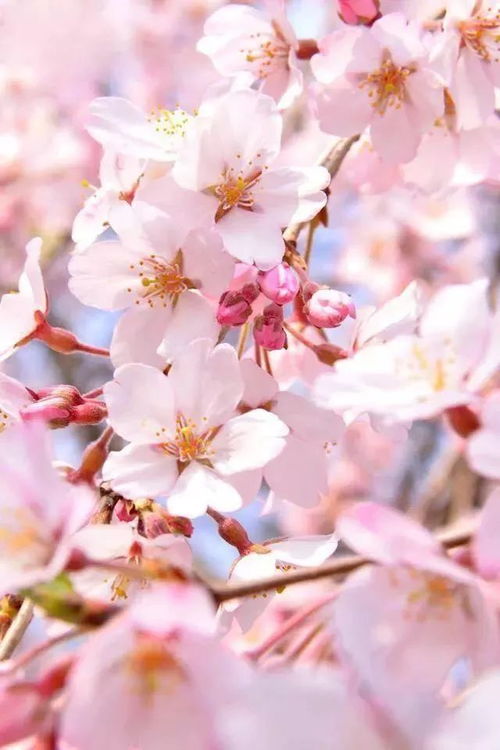关于樱花的诗句和解释