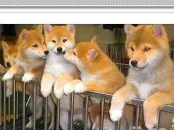 图 北京宠物名犬繁殖基地精品柴犬幼犬质保出售签协议 北京宠物狗 