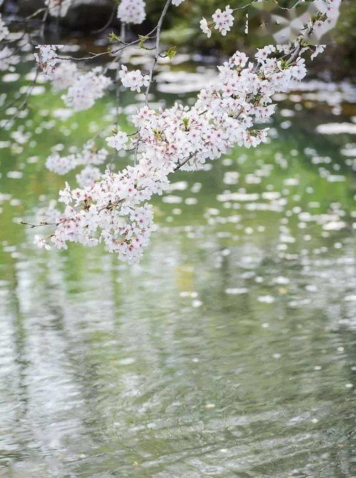 相见欢林花谢了春红翻译