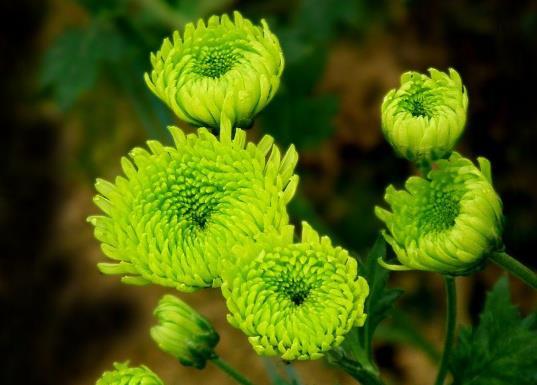 家里养 3种 菊花,花朵大 颜色艳,花一开 五颜六色