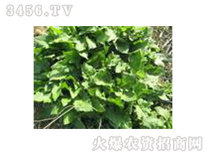 串叶松香草的栽培技术,6月份适合种什么青储草