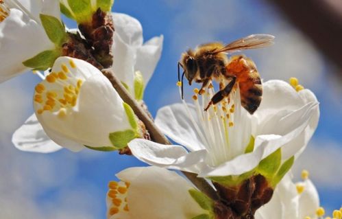蜜蜂用哪个部位采蜂蜜(蜜蜂用哪里采蜜用哪里蜇人?)
