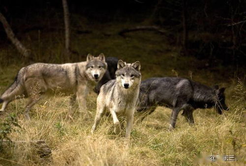 孤单一人在野外遇到狼,要利用狼弱点,才能幸免伤害,有机会逃脱
