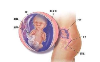 怀孕四个月胎儿图，怀孕4个月看男女图片,四个月宝宝在肚子里有多大图片
