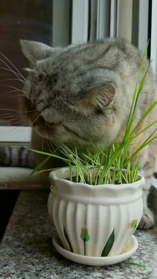 你们见过只吃草不吃鱼的猫么 