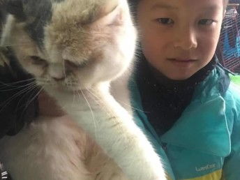 图 上海嘉定区流浪猫收养救助站 上海宠物猫 