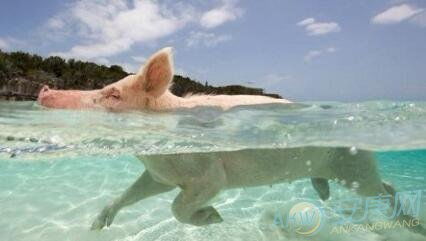 解读梦见猪在水里需要注重梦境含义