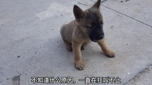湖南永州农村狗市,一只狗宝宝狂叫不休,这个原因让人心疼 