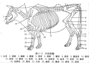 牛的骨骼结构图及名称 搜狗图片搜索
