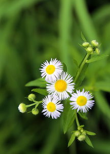 一堆花花草草相册怎么命名(花草相册名称)