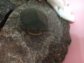 我家的小巴西龟不吃东西也不动了,求教是什么病啊 三天了,壳也变软 