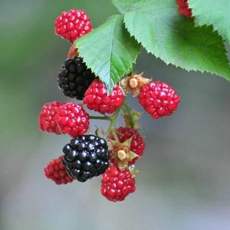 黑树莓