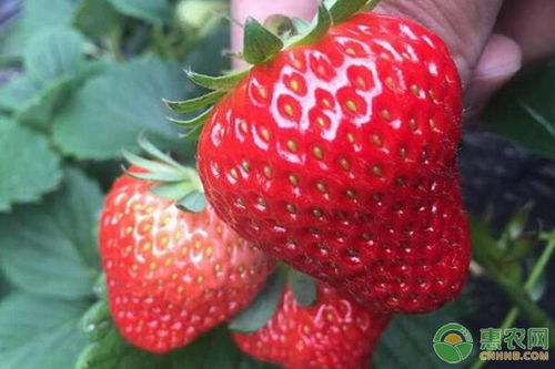 红颜草莓有哪些生长特性,红颜草的种植