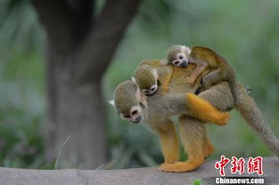 上海野生动物园诞生罕见松鼠猴双胞胎 