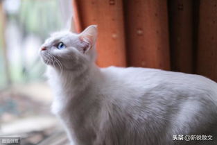 养猫趣事 我的第一只猫是情义侠女,第二只猫是屌丝少爷