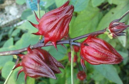 玫瑰茄的功效与作用能长期喝吗,玫瑰花和玫瑰茄哪个好？