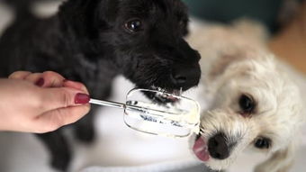 狗狗可以吃奶油吗 奶油对狗狗来说有益吗 喂狗吃奶油的注意事项