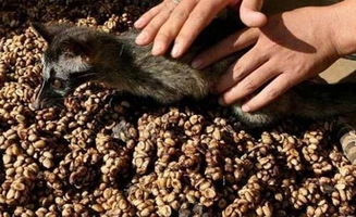 全球最昂贵品种 猫屎咖啡 
