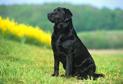 拉布拉多犬价格纯种拉布拉多犬多少钱