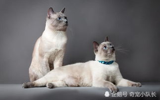 一只成熟的暹罗猫,才具备的五个特征,你家的暹罗猫有吗 