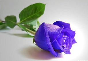 淡紫色玫瑰花语是什么,川崎玫瑰每种颜色寓意？