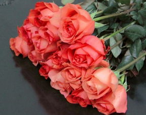 优良玫瑰 影星,花开靓丽粉艳,赏心悦目,可以说是养花必备