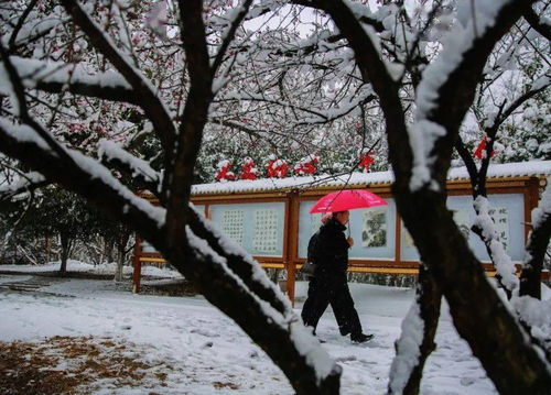 雪落在记忆深处