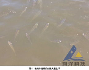 白鲢死后会上浮么  第2张