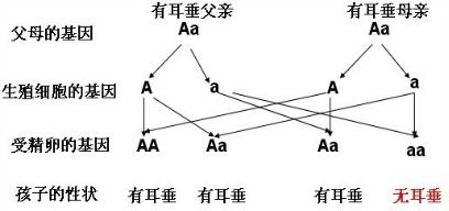 下列说法正确的是 A.在遗传过程中,父亲的基因遗传给儿子,母亲的基因遗传给女儿 B.父母 