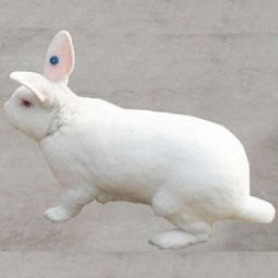 法系獭兔山东法系獭兔价格2010法系獭兔养殖现状和 