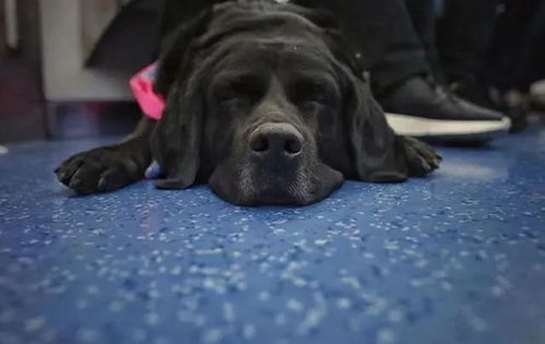 男子表演 顺手牵狗 ,看门犬被陌生人牵走,随后丢弃街头流浪