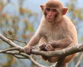 属猴人2016年运势与风水之间存在哪些联系