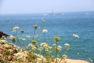 面朝大海,春暖花开 