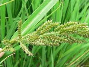 稗草是什么草,稻草与稗草哪种营养好