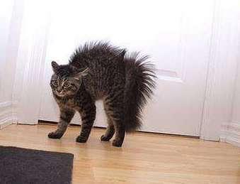 猫咪尾巴为什么炸毛 