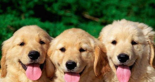 6种狗狗最通 人性 ,金毛榜上有名,最后一种很通