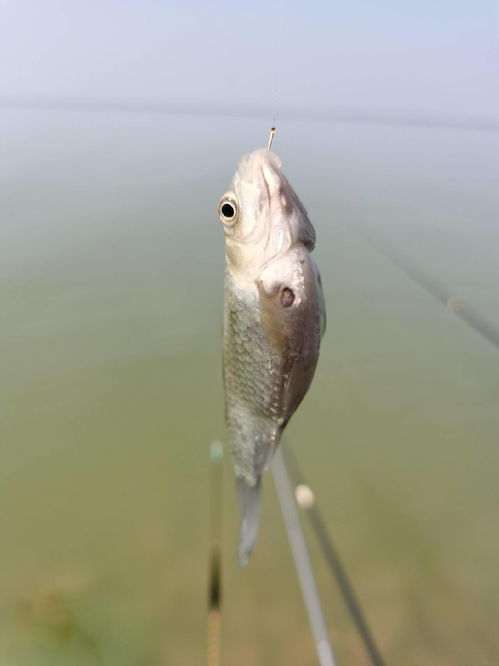 先是钓到一条花彩色的鱼,后又钓到一条无比恶心的鲫鱼,难道是湖里水质出问题了