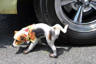传说狗狗在车边尿尿会腐蚀轮胎 这是真的吗 