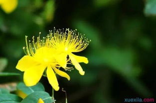 明日黄花什么意思 和昨日黄花有什么区别 