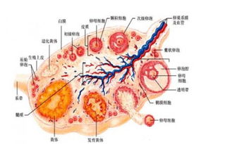 卵泡萎缩是什么原因造成的 该怎么解决 