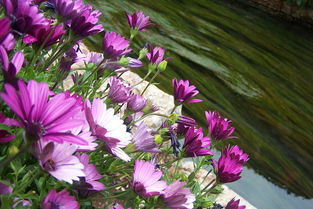 记忆中的丽江 丽江的花 